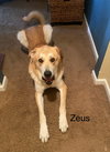 Zeus