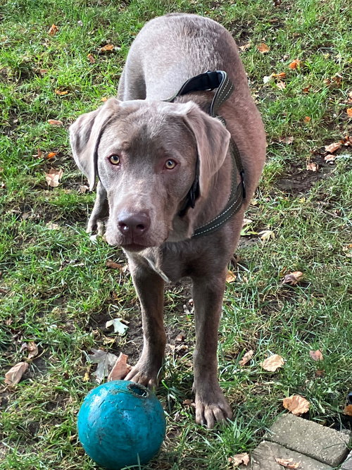 Tucker