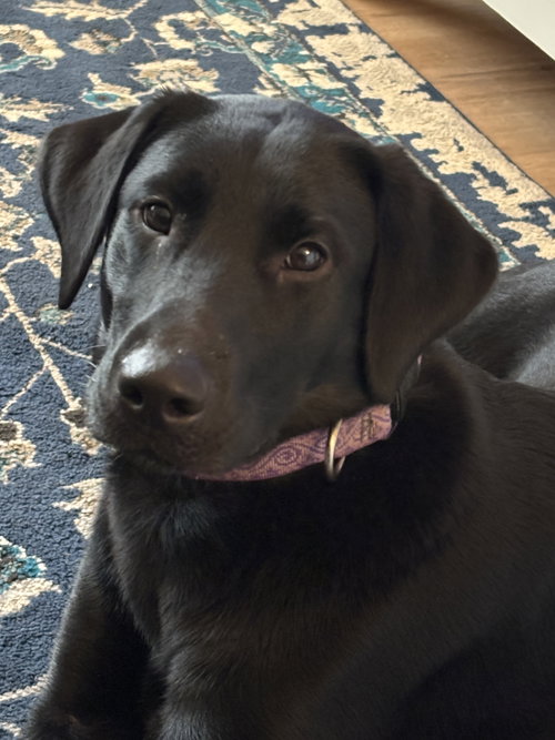 Tess