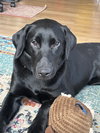 Tess