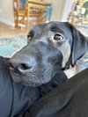 Tess