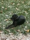 Tess