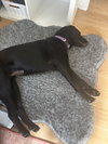Tess