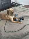 Sadie