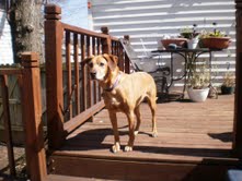 Marley