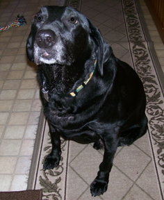 Grover