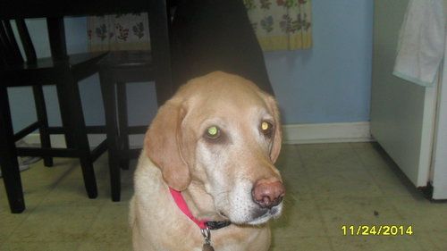 Ozzie