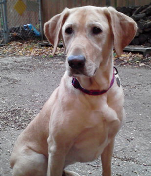 Cooper