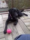 Roscoe