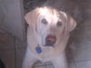 Harley