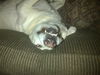 Harley