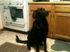 Roxie