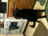 Roxie