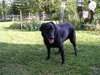Roxie