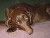 Mazie