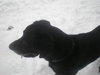 Hunter