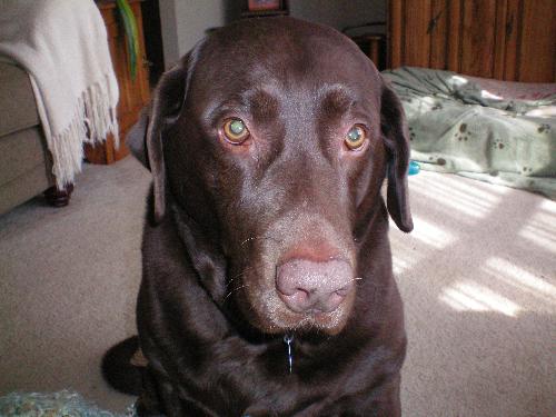 Maggie Pie