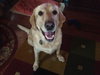 Cooper