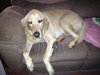 Cooper