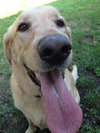 Cooper