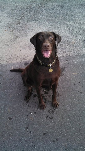Holly