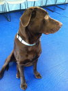 Charlie