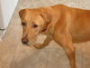 Molly