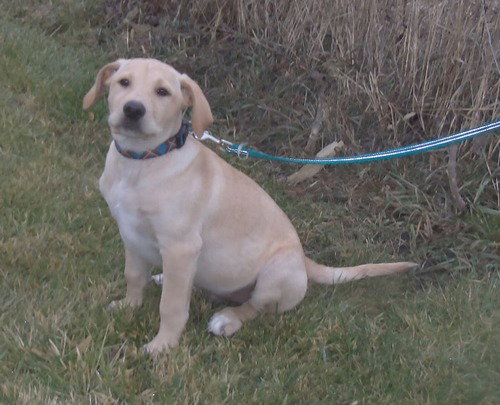 Marley