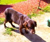 Maggie