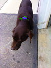 Maggie
