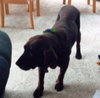Maggie