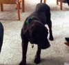 Maggie