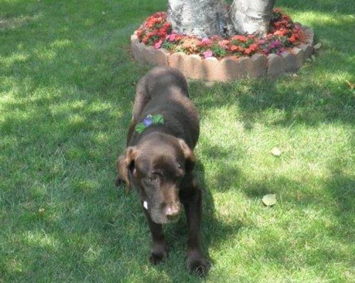 Maggie