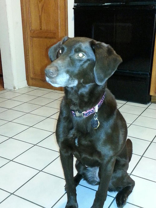 Cocoa