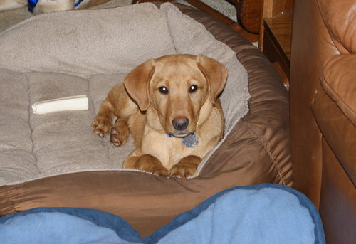 Ruger