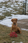 Ruger