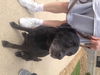 Onyx