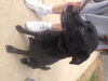 Onyx