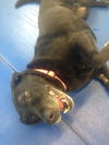 Onyx