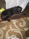 Murphy