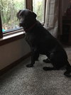 Ruger