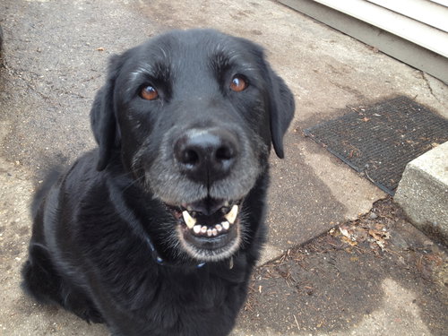 Maisy