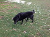 Maisy