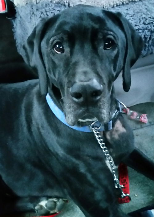 Harley