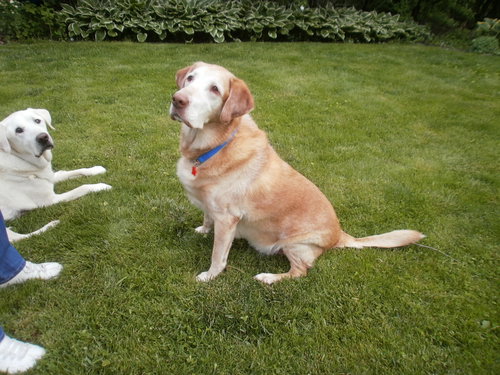 Cooper