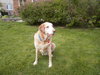 Cooper