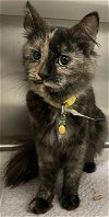 adoptable Cat in  named IVY