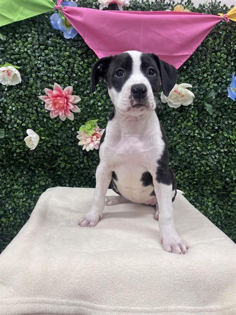 adoptable Dog in Grasswood, SK named POTATO