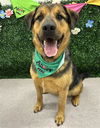 adoptable Dog in  named BEN