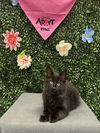adoptable Cat in  named RUFUS